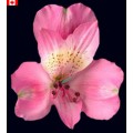 Alstroemeria - Roselyn (bunch of 10 stems)